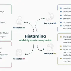 Histamina: co to jest? Wykres pokazuje jej oddziaływanie na receptory H1-H4, wpływając na naczynia, oskrzela, żołądek, mózg i inne funkcje.