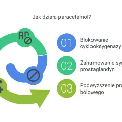 Grafika wyjaśnia, jak działa paracetamol: blokuje cyklooksygenazę, hamuje syntezę prostaglandyn i podwyższa próg bólowy. Czy paracetamol jest bezpieczny? Zależy od dawki.