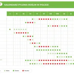 Kalendarz pylenia roślin w Polsce. Wykres pokazuje okresy pylenia traw, drzew (brzoza, leszczyna, olsza, topola, jesion, dąb) i chwastów (bylica, babka, komosa, ambrozja) oraz grzybów (Cladosporium, Alternaria) w poszczególnych miesiącach.