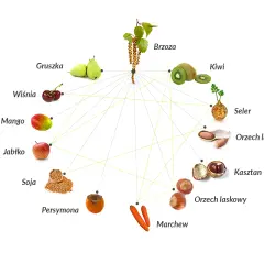 Schemat pokazuje powiązania krzyżowe między pyłkiem brzozy a produktami spożywczymi, takimi jak jabłko, gruszka, kiwi, marchew, orzechy i inne.