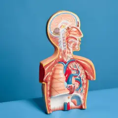 Model anatomiczny przedstawia przekrój tułowia z widocznym sercem, płucami i mózgiem. To jakby usg płuc w wersji 3D.