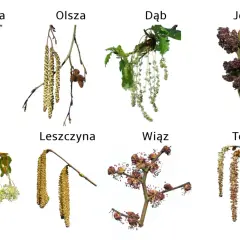Kotki drzew: brzozy, olszy, dębu, jesionu, buka, leszczyny, wiązu i topoli. Wiosną te rośliny zaczną pylić.