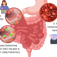 Histamina z pożywienia trafia do jelita, gdzie DAO próbuje ją rozłożyć. Nierozłożona histamina trafia do krwi, wywołując objawy.