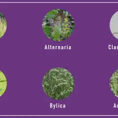 Komosa, bylica, ambrozja i grzyby Alternaria, Cladosporium – to główne alergeny, co pyli we wrześniu.
