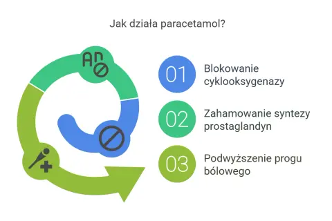 Grafika wyjaśnia, jak działa paracetamol: blokuje cyklooksygenazę, hamuje syntezę prostaglandyn i podwyższa próg bólowy. Czy paracetamol jest bezpieczny? Zależy od dawki.