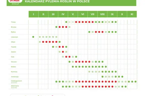 Kalendarz pylenia roślin w Polsce. Brzoza pyli intensywnie od marca do maja, z największym nasileniem w kwietniu.