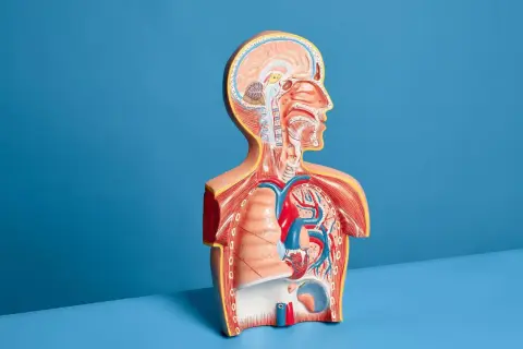 Model anatomiczny przedstawia przekrój tułowia z widocznym sercem, płucami i mózgiem. To jakby usg płuc w wersji 3D.