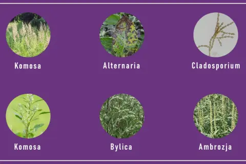 Komosa, bylica, ambrozja i grzyby Alternaria, Cladosporium – to główne alergeny, co pyli we wrześniu.