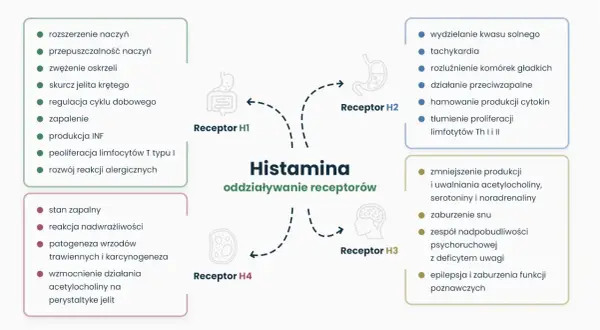 Histamina: co to jest? Wykres pokazuje jej oddziaływanie na receptory H1-H4, wpływając na naczynia, oskrzela, żołądek, mózg i inne funkcje.