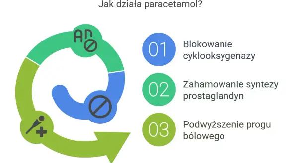 Grafika wyjaśnia, jak działa paracetamol: blokuje cyklooksygenazę, hamuje syntezę prostaglandyn i podwyższa próg bólowy. Czy paracetamol jest bezpieczny? Zależy od dawki.