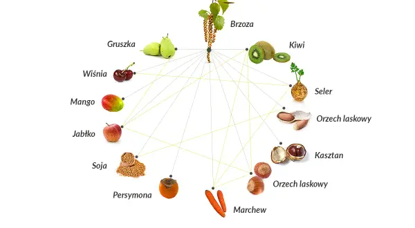 Schemat pokazuje powiązania krzyżowe między pyłkiem brzozy a produktami spożywczymi, takimi jak jabłko, gruszka, kiwi, marchew, orzechy i inne.