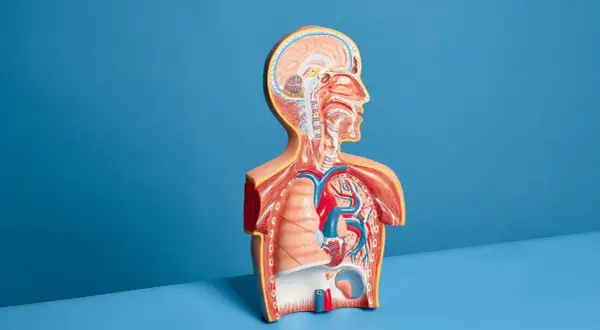 Model anatomiczny przedstawia przekrój tułowia z widocznym sercem, płucami i mózgiem. To jakby usg płuc w wersji 3D.