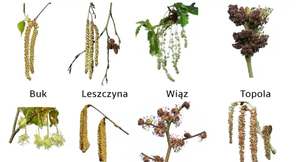 Kotki drzew: brzozy, olszy, dębu, jesionu, buka, leszczyny, wiązu i topoli. Wiosną te rośliny zaczną pylić.