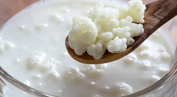 Ziarna kefirowe na drewnianej łyżce nad mlecznym napojem w szklanej misce.