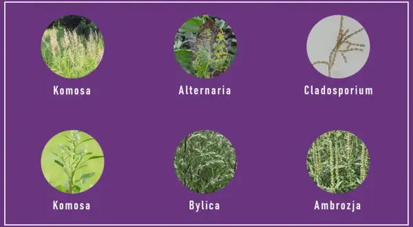 Komosa, bylica, ambrozja i grzyby Alternaria, Cladosporium – to główne alergeny, co pyli we wrześniu.