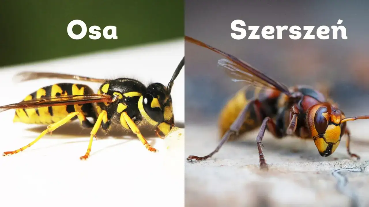 Osa i szerszeń, dwa owady, których ugryzienie może być bolesne. Szerszeń jest większy i bardziej groźny.