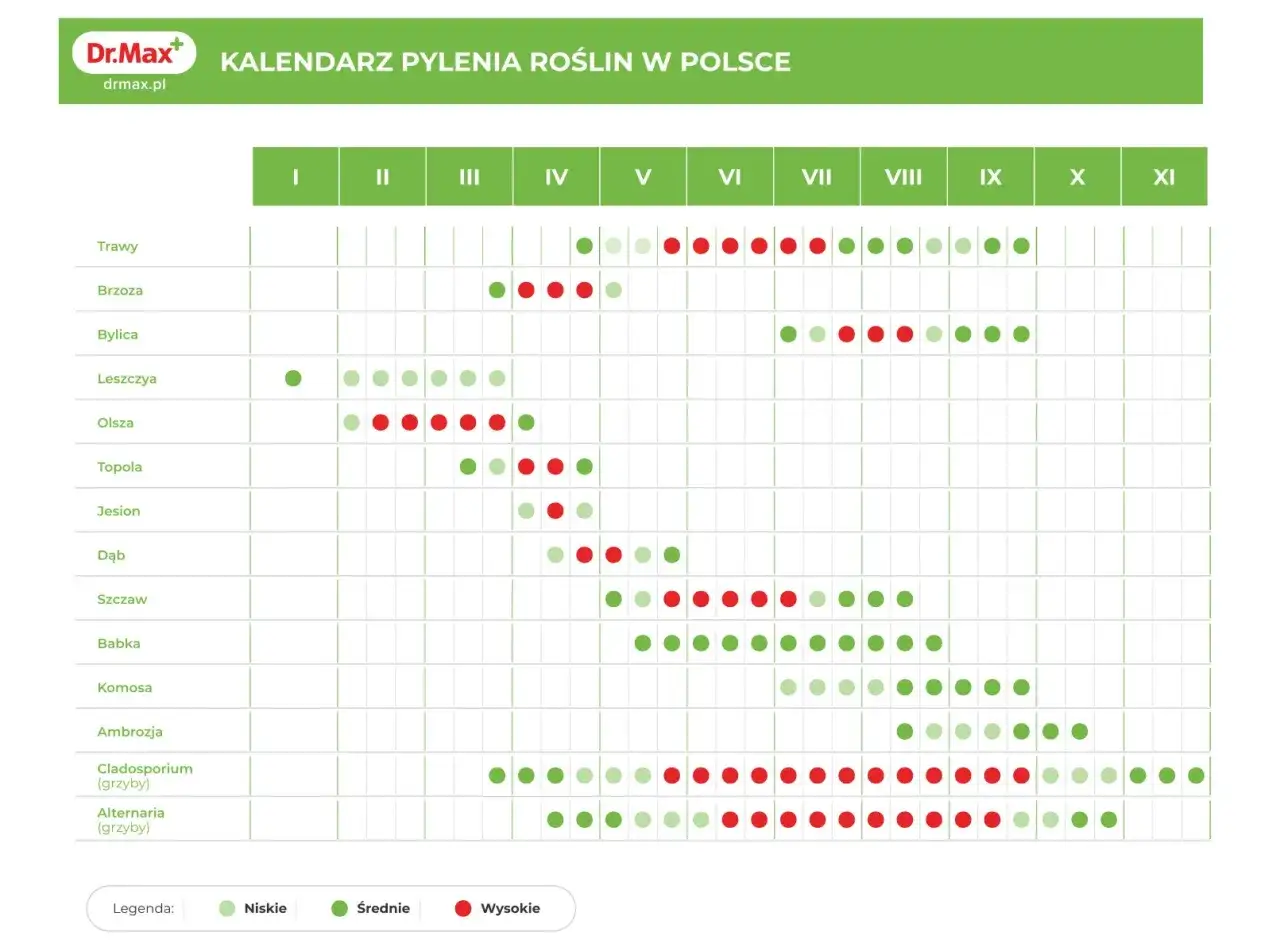 Kalendarz pylenia roślin w Polsce. Brzoza pyli intensywnie od marca do maja, z okresami niskiego, średniego i wysokiego stężenia pyłków.