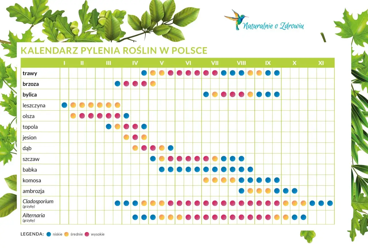 Kalendarz pylenia roślin w Polsce pokazuje okresy pylenia traw, brzóz, bylic, leszczyn i innych, z podziałem na niskie, średnie i wysokie stężenia.