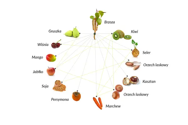 Schemat pokazuje powiązania krzyżowe między pyłkiem brzozy a produktami spożywczymi, takimi jak jabłko, gruszka, kiwi, marchew, orzechy i inne.