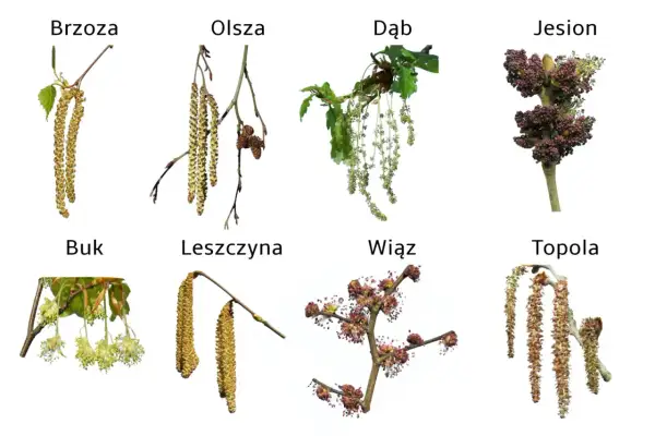 Kotki drzew: brzozy, olszy, dębu, jesionu, buka, leszczyny, wiązu i topoli. Wiosną te rośliny zaczną pylić.
