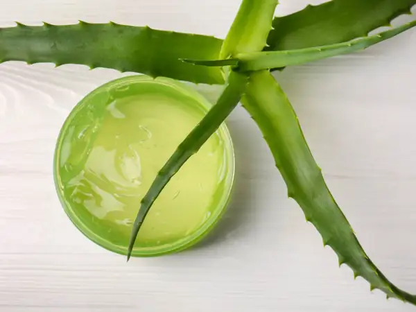 Żel aloesowy w zielonym słoiczku, obok świeżych liści aloesu. Idealny aloes na oparzenia i do pielęgnacji skóry.